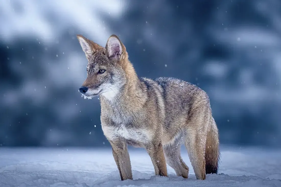 De-extinction was big news in 2025 – but didn't live up to the hype